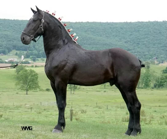FP Lafayette - Percheron Horse